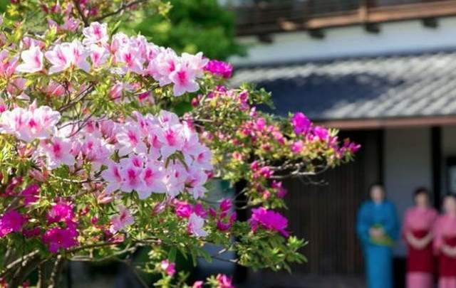 箱根風雅