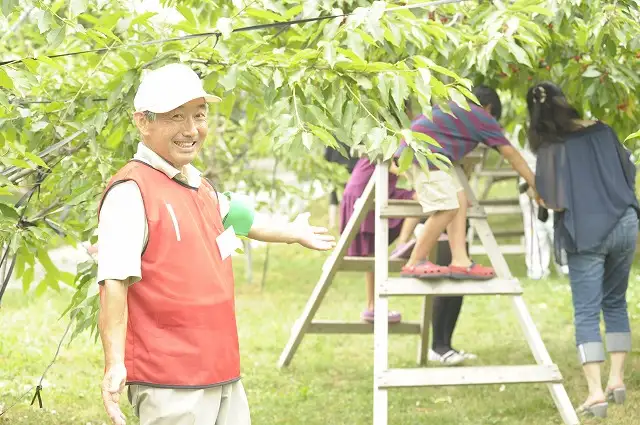 大橋さくらんぼ園