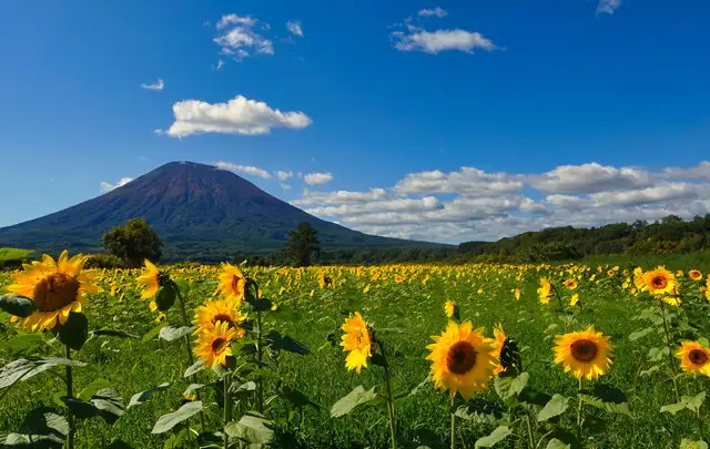 大人気エリア【ニセコ🌻】