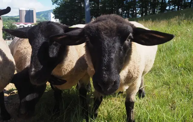 かわいいです動物多数🐑