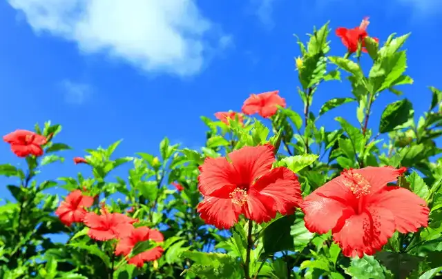 西表島交通株式会社