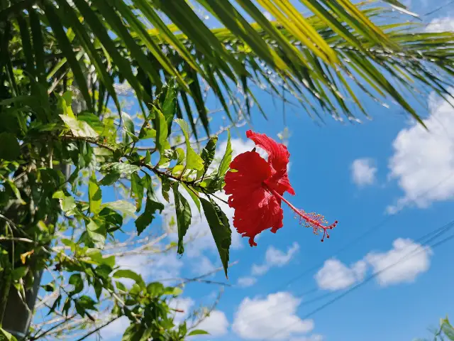 南の美ら花　ホテルミヤヒラ