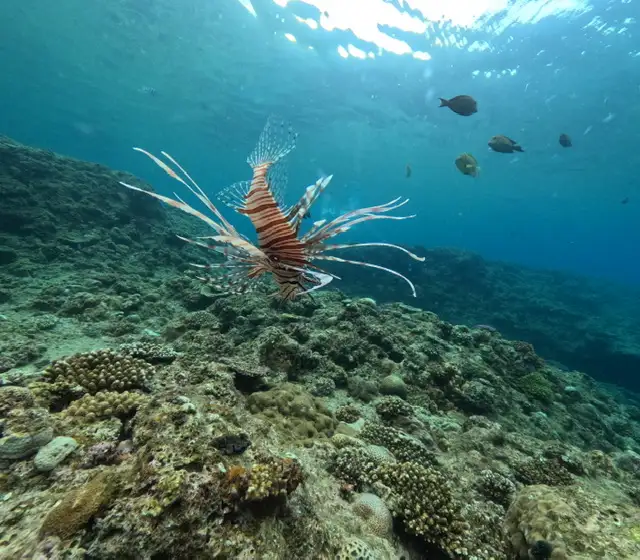 沖縄ﾀﾞｲﾋﾞﾝｸﾞと青の洞窟のｼｰﾓｰﾙ