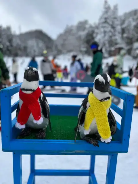 めがひらスキー場