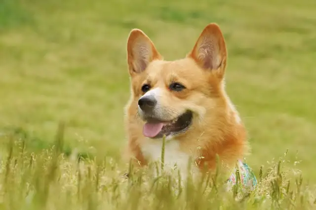 大江戸温泉物語わんわんリゾート 信州上田