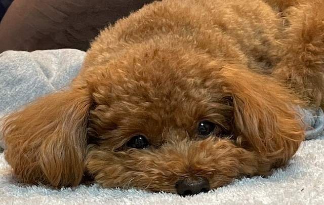 ルシアン旧軽井沢