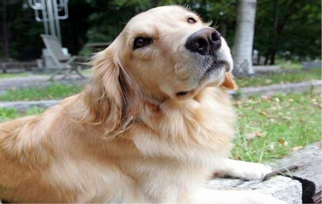 八ヶ岳わんわんパラダイス