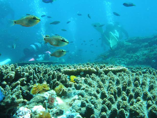 旅館伊賀屋（五足のくつ）