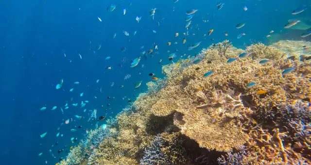 西表島交通株式会社