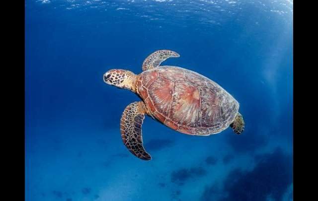 マリンピアザオキナワ