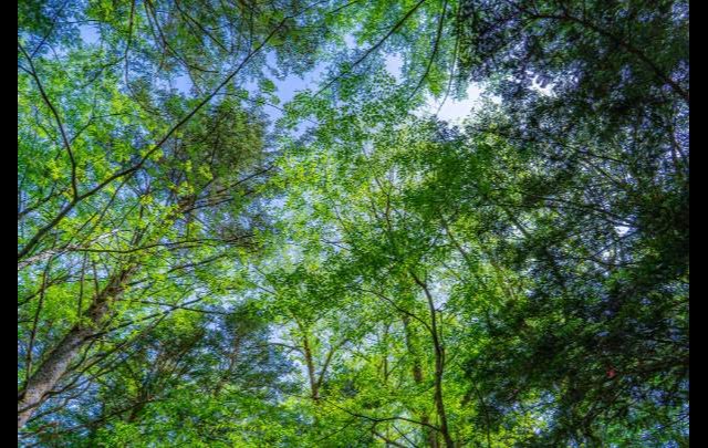 小天狗さんろじ