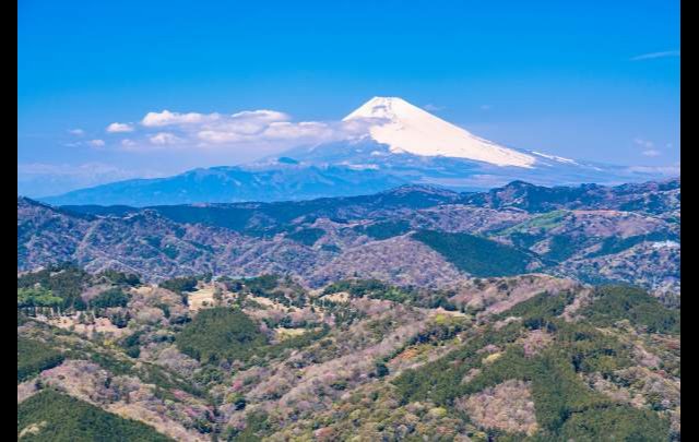 伊豆高原わんわんパラダイスホテル