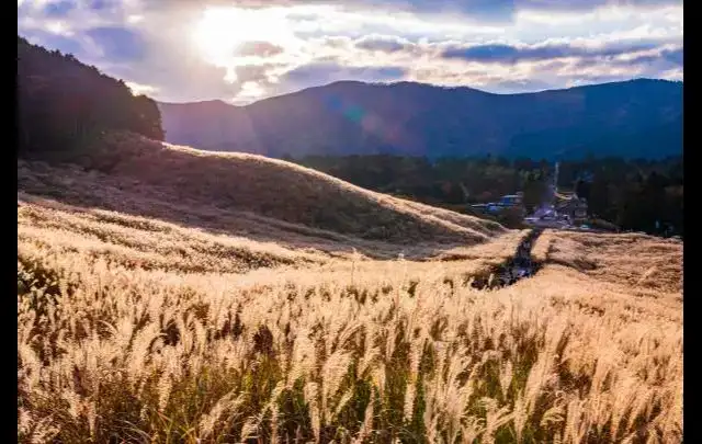 ごはんと板前料理　銀の穂