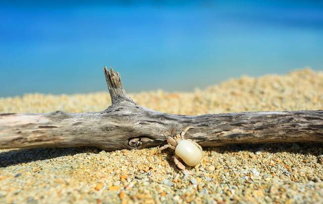 YYYクラブイエリゾート