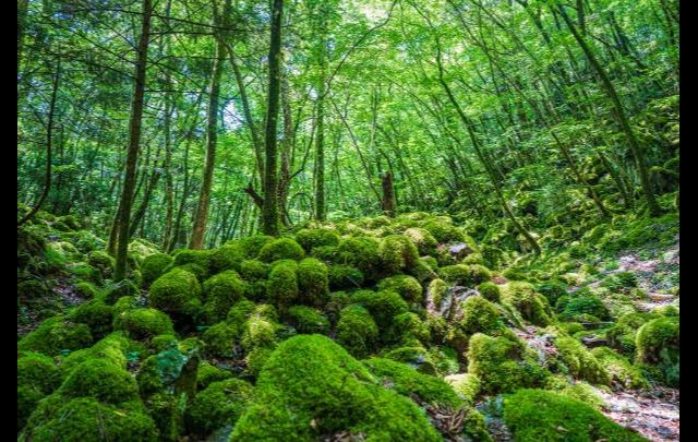 ホテルブルーベリーヒル勝浦