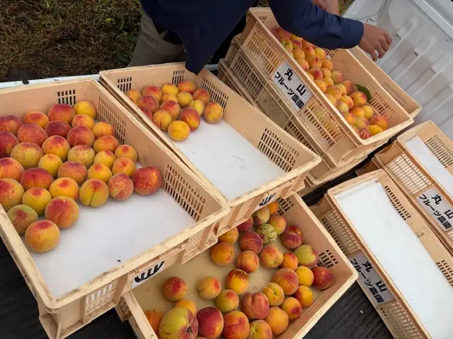 丸山フルーツ農園