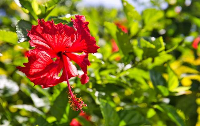 ホテルアビアンパナ石垣島