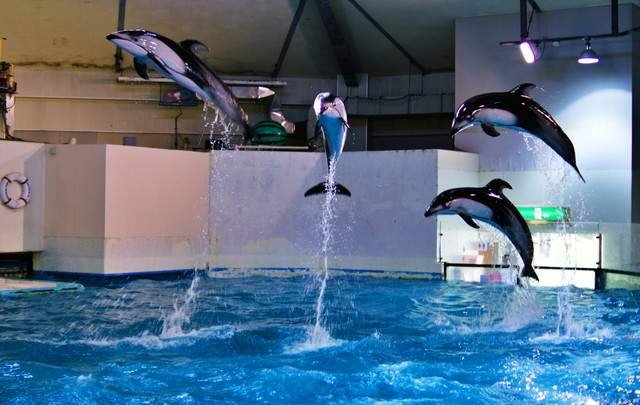 エスエフシー登別事業所