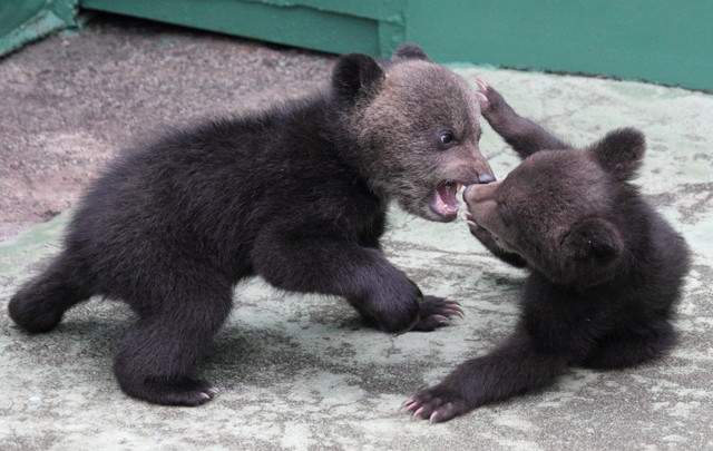 有珠山ロープウェイ