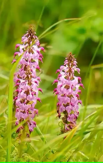 礼文島でしか見られないお花🌸