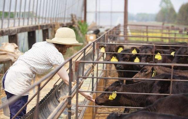 八重山石垣牧場