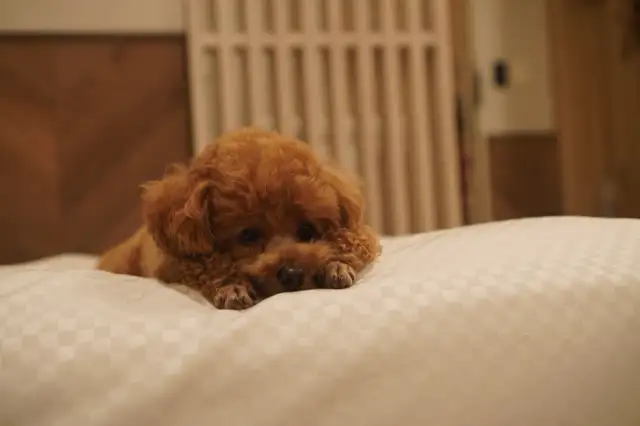 大江戸温泉物語 わんわんリゾート矢田屋松濤園