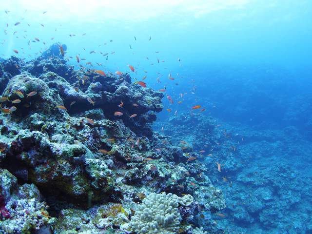 美ら海水族館