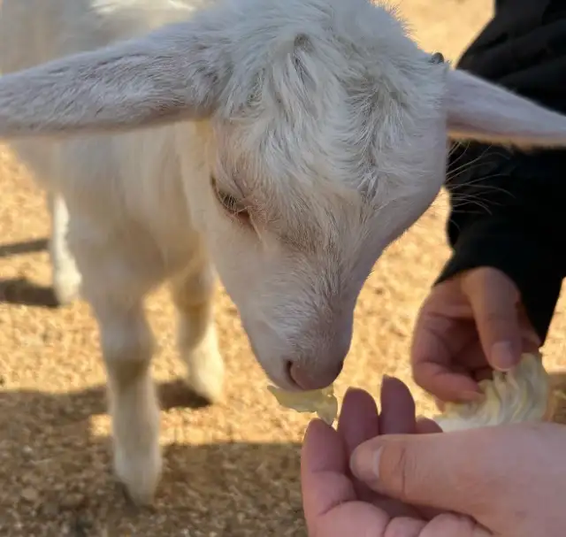 香川県の「しろとり動物園」動物との距離が超近くておすすめです💖