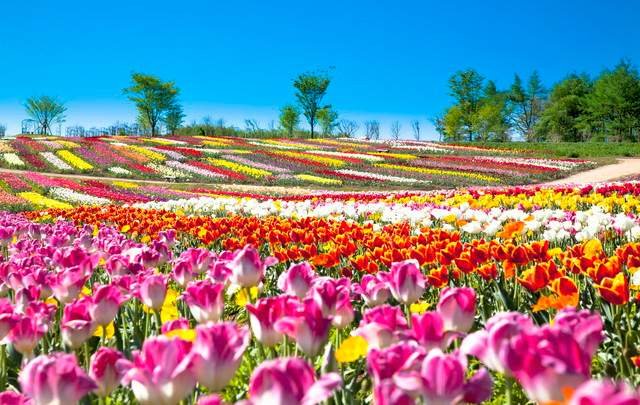 ウェルネスの森 那須