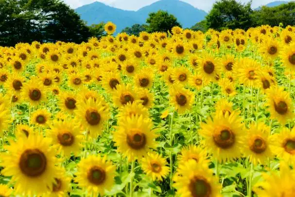 若狭みかたきらら温泉水月花