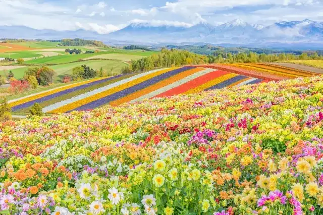 四季彩の丘🌼🌷🌻